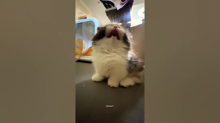 Video 9637711: catlover cats kittycat, funnycats catlove kittycat, kitty catlover funnycats, kitty catlover cats funny, cat kitten cutecat, little cat baby