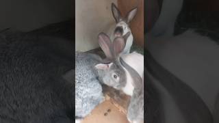 Кабанчики, 2 месяца #кролики
