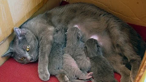 Jak se koťátka narodí?