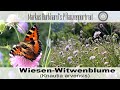 Ein MUSS für den Schmetterlingsgarten,  Knautia arvensis-Wiesen-Witwenblume, TOP Bienenpflanze
