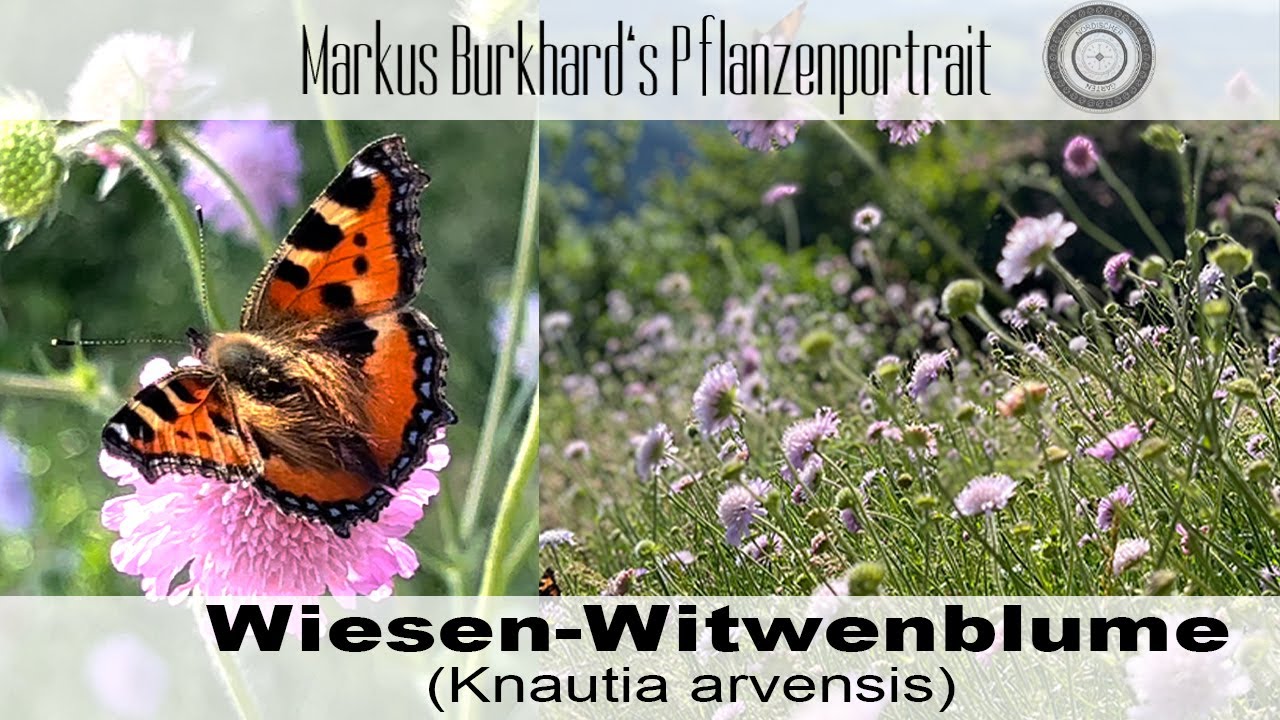 Ein MUSS für den Schmetterlingsgarten,  Knautia arvensis-Wiesen-Witwenblume, TOP Bienenpflanze