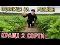Кращі ранні сорти Полуниці на МІЛЬЙОН Мій досвід