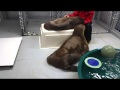 Pakak and Mitik  - Baby Walrus Calves Play