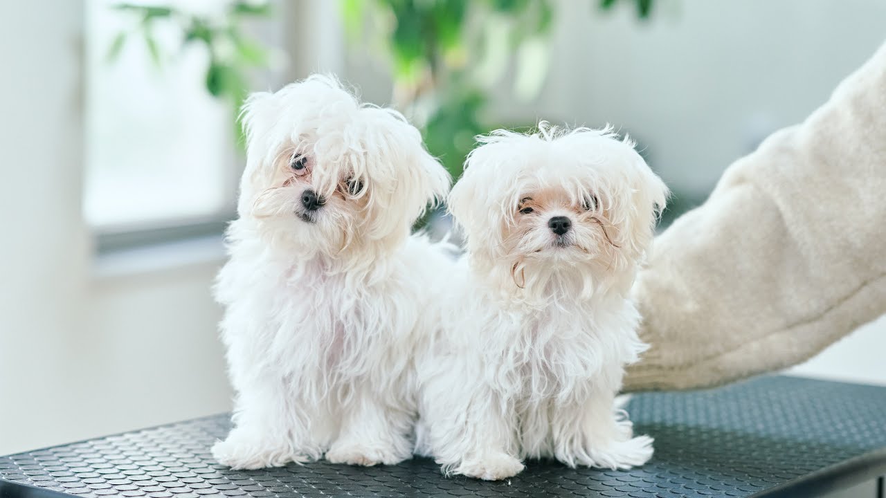 【前編】最強に可愛いビションの子犬２匹をトリミングします！