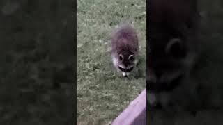 Sunset Visitor - Eh, Its Fine, Whatever