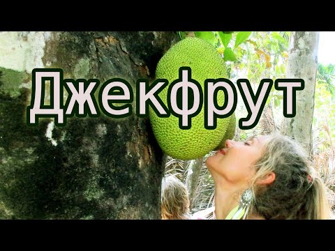 Джекфрут. Как есть этот вкусный сладкий фрукт?  Индийское хлебное дерево.