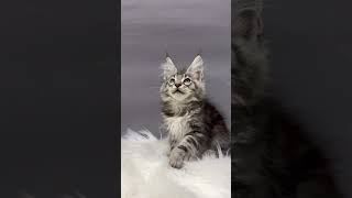 Cute Silver Marble Maine Coon Kitten Macho by Lapa.shop: Pedigree Pets for You 59 views 11 days ago 1 minute, 3 seconds