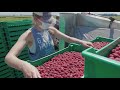 RASPBERRY HARVEST | at the raspberry farm
