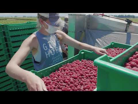Video: How To Harvest Raspberries