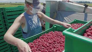 RASPBERRY HARVEST | at the raspberry farm