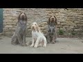 60 Second Portrait of Four Italian Spinone の動画、YouTube動画。