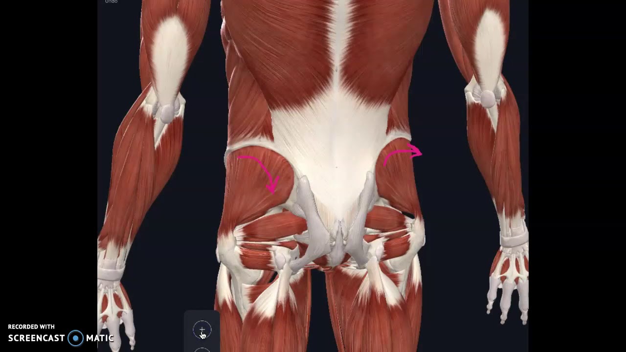 How muscle imbalance can effect low back pain