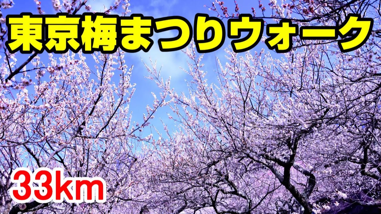 東京梅まつりウォーキング 33km