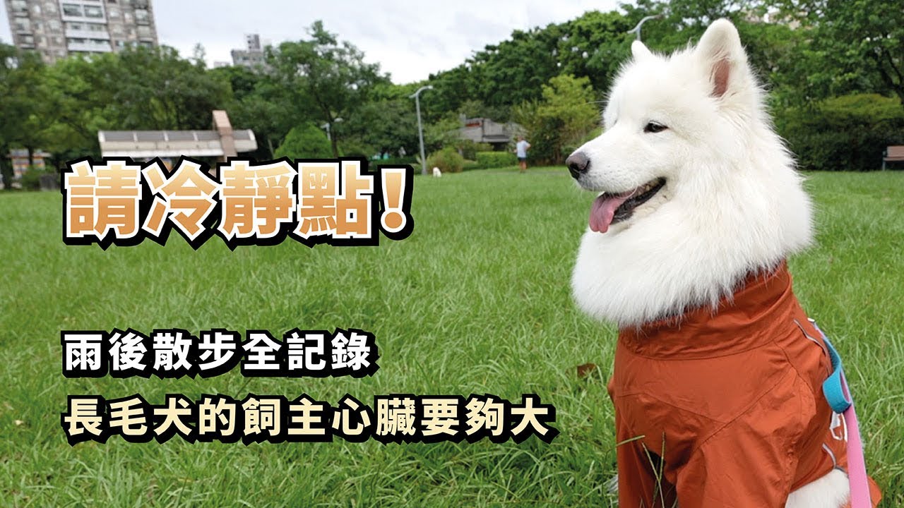 『請冷靜點！』雨後散步全記錄，長毛犬的飼主心臟要夠大 ft.@philipshomelivingtw  (薩摩耶多比Dobby is free)
