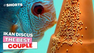 Keep Calm & Beautiful..!! Ikan Discus #DiscusFish #Shorts @PAGUYUBANAWIRARANGAN