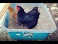 Cluckin&#39; Chicken Wheelbarrow Dirt Bath