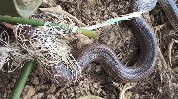 #BẫyRắnĐồngTháp #Tập78 Giăng Lưới Rắn Mùa Lạnh Dính Rắn Hổ Hành Nhiều