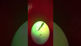 UN ESCARGOT DANS LE GENOU