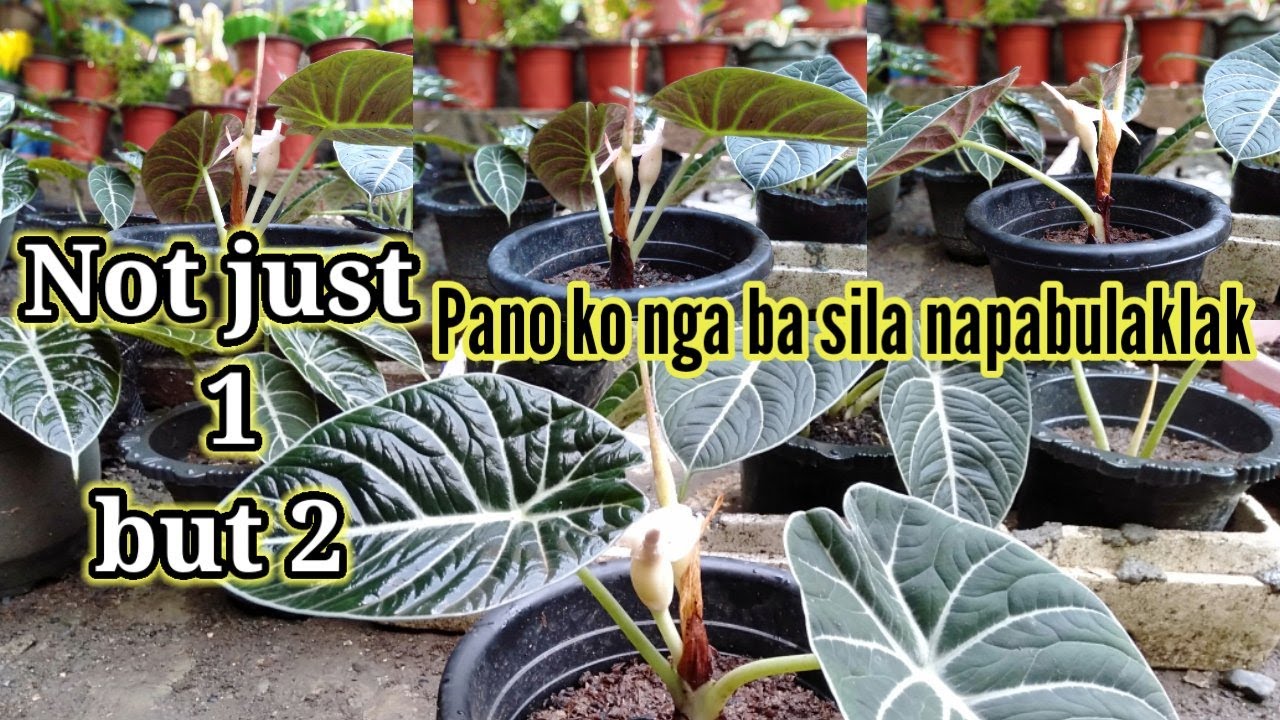 May bulaklak na naman ang aking Black Velvet plus Tips kung paano