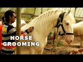 HORSE GROOMING || REHAN STUD FARM