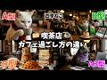 【血液型別】AI猫の喫茶店/カフェの過ごし方🐱☕️🍰【四季ねこ】
