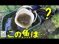 フナを卵から育てて1年後、あれッ、この魚は…?