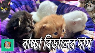 বাচ্চা বিড়ালের দাম Persian Kitten Price In Bangladesh