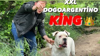 DEV DOGOARGENTİNO KİNG ESCONUN KOPYASI