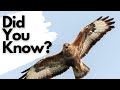 Things you need to know about BUZZARDS!