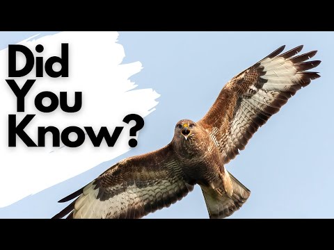 Things you need to know about BUZZARDS!