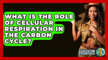 What Is The Role Of Cellular Respiration In The Carbon Cycle? - Ecosystem Essentials