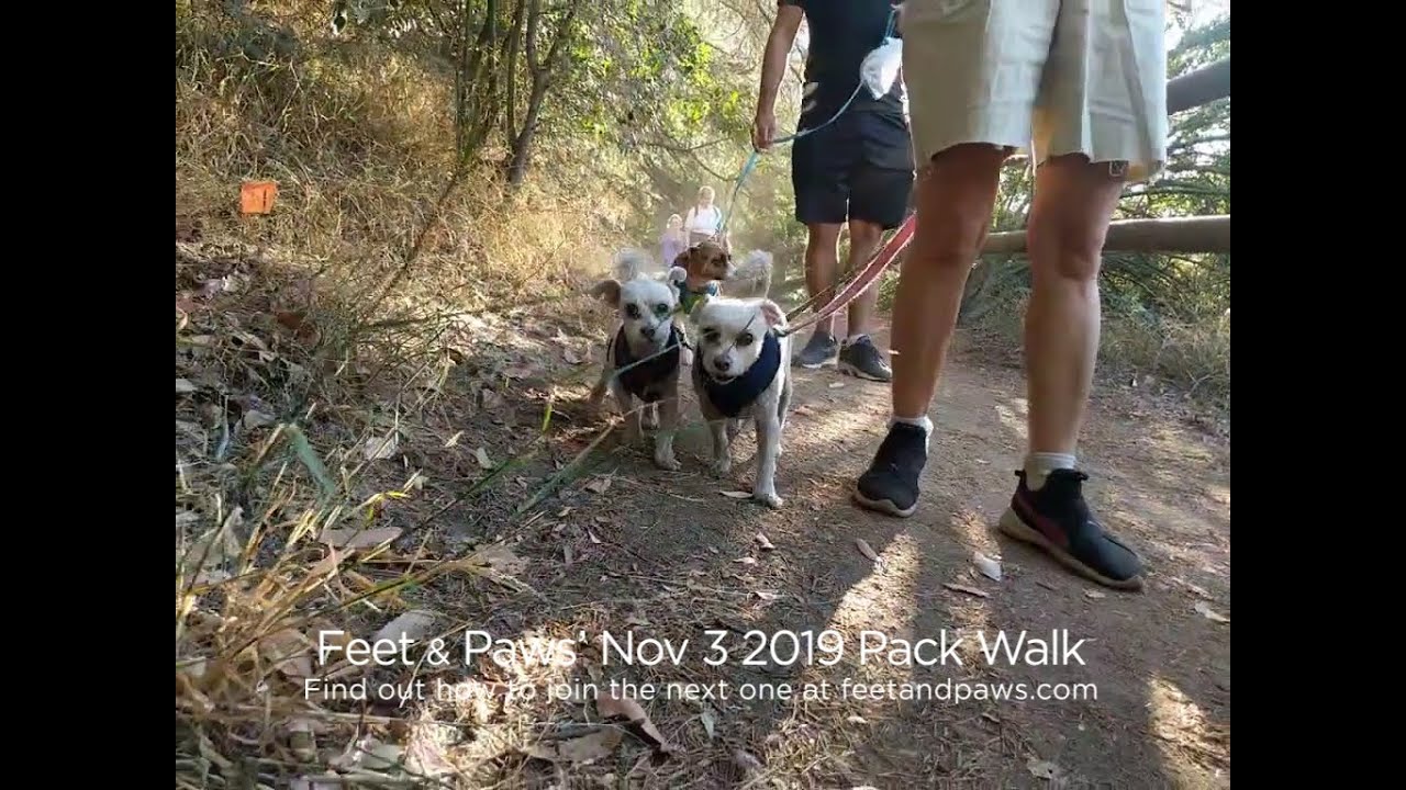 Pack Walk 91 — November 2019 Franklin Canyon Feet & Paws YouTube