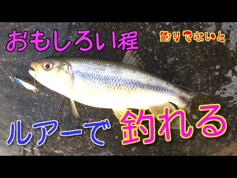 川魚 オイカワ ウグイ をスプーンで狙ってみたら Youtube