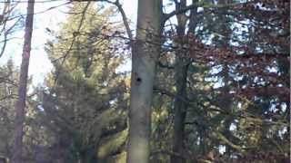 Woodpecker by INISCH