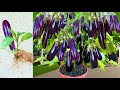 Unique Technique: For Growing Brinjal Tree with banana and Aloe Vera