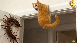 Try Not To Laugh  🤣😹 Funniest Cats Ever 2026🐾