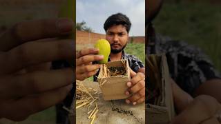 Mango Ripening Experiment🤯| #shorts #science