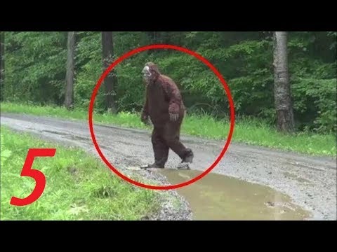 Video: Cum A Fost Prins Bigfoot în Pădurea Kologriv - Vedere Alternativă