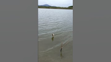 Giật liên tục cá lớn ở sông Hinh | câu cá