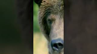 Download Lagu #wildword MP3