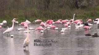 Great White Heron (Great Blue HeronWhite Morph) at The Celery Fields