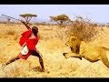 2017 Lions Vs Maasai Warriors Wildlife Animal 
