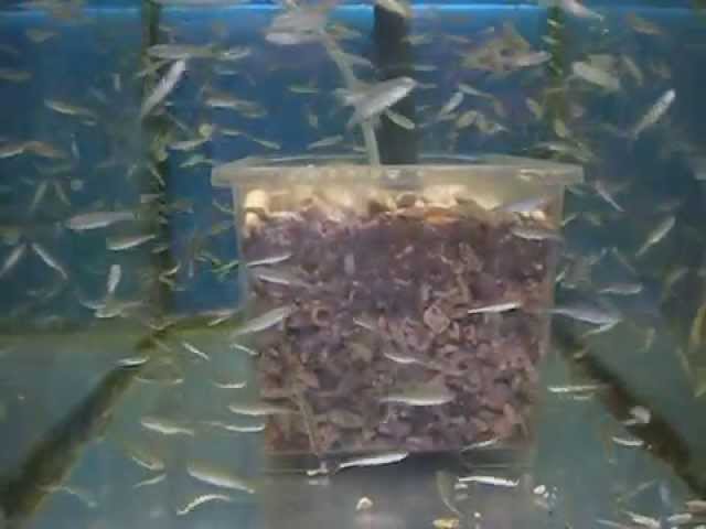 オイカワの 稚魚 Youtube