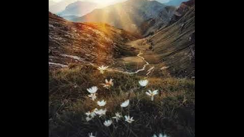 سورة الحشر- طارق محمد