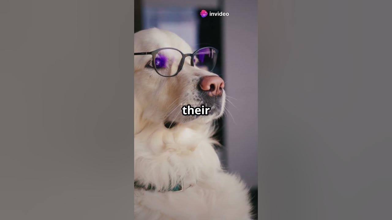 Can Dogs Really See Colors ? 🐶