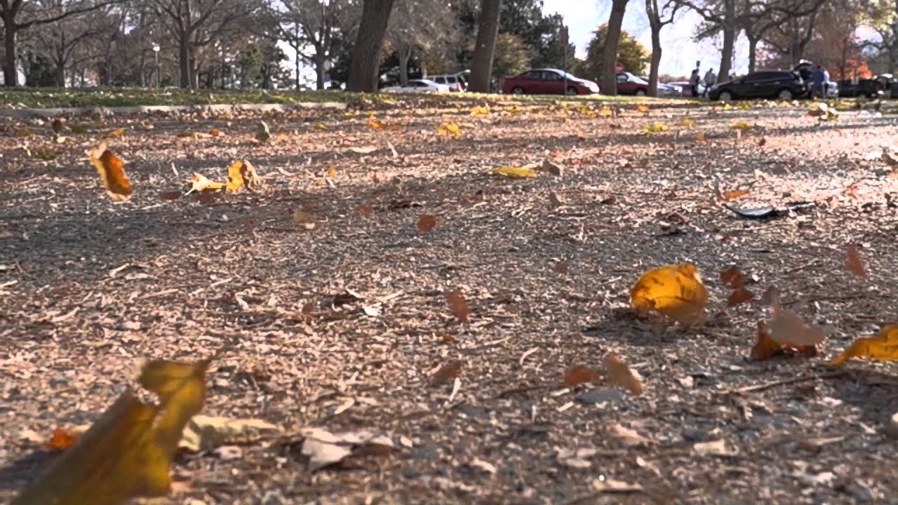 Leaves Blowing In The Wind - YouTube