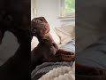 Very interesting sound for Ayla #fyp #dogsound #dog #dachshund #cutepuppy