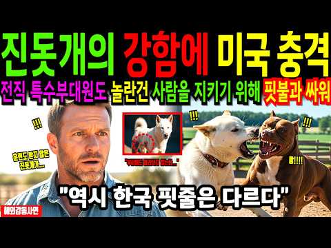 [해외감동사연] 한국 진돗개가 핏불과 싸워 사람들을 지키다! 훈련받지 않은 진돗개의 강함에 CNN 충격 보도