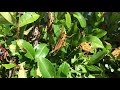 Cómo controlar la plaga de las langostas del desierto o locust bugs.