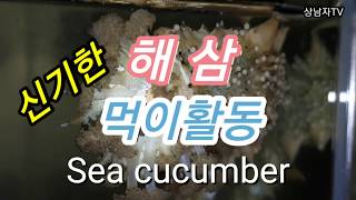 신기한 해삼 먹이활동 / 해삼 키우기 / sea cucumber